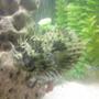 saltwater fish - chilomycterus schoepfi - spiny box puffer stocking in 80 gallons tank - puffer