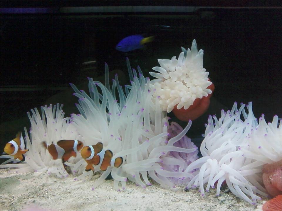corals inverts - condylactis gigantea - condy anemone stocking in 80 gallons tank - cody clowns
