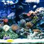 90 gallons reef tank (mostly live coral and fish) - 90 Gallons 2 False percula clowns, 2 Ferry wrasses, 1 Brown tang, 1 Angel beauty, 1 Neon gobby, 1 Banded coral, 1 Fire shrimp, 1 Peppermint shrimp 1 Cleaner shrimp, 1 Giant green brittle star Emerald crabs, turbo snails, sand snails Assortment of soft coral- -frog spawn, tube anenome, tree coral, button, zoanthus, pulsing xenias, green star polyps, grape coral, brain coral, Green bubble anenome, Clam, Mushrooms, Sponge, Feather dusters