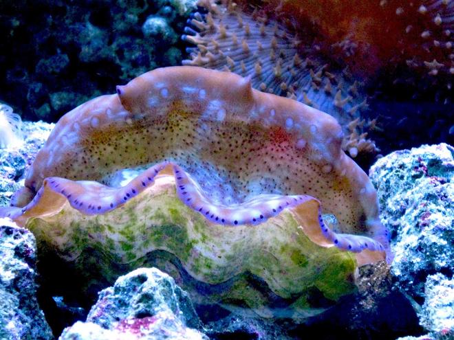 corals inverts - tridacna maxima - maxima clam stocking in 90 gallons tank - Clam