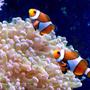 corals inverts - euphyllia paradivisa - frogspawn coral stocking in 90 gallons tank - Clowns in frog spawn
