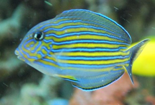 saltwater fish - acanthurus lineatus - clown tang stocking in 60 gallons tank - Our newest addition, our clown tang we call Buddy