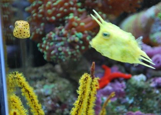 saltwater fish - lactoria cornuta - cowfish longhorn stocking in 60 gallons tank - Long horn cow fish (we call Sponge Bob) with his new little friend the box fish we call Square Pants