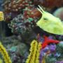saltwater fish - lactoria cornuta - cowfish longhorn stocking in 60 gallons tank - Long horn cow fish (we call Sponge Bob) with his new little friend the box fish we call Square Pants