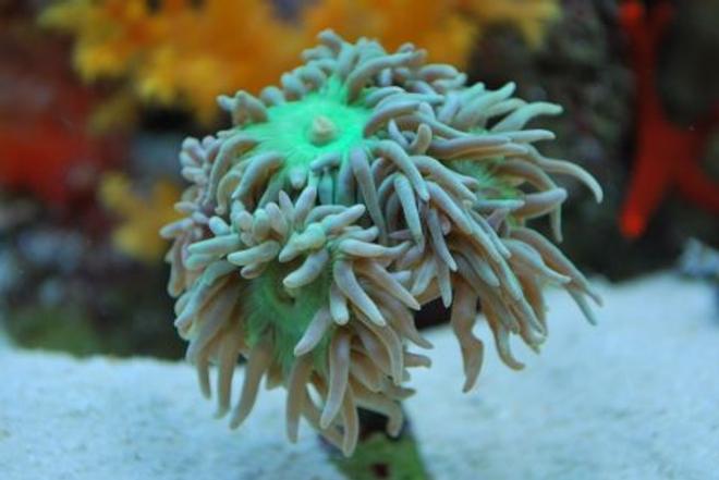 corals inverts - duncanopsammia axifuga - giant green polyp duncan stocking in 60 gallons tank - Duncans heads after they have just ate 
 (IF YOU DO NOT LIKE OUR PICTURES THEN YOU DO NOT HAVE TO LOOK AT THEM, BUT VOTING 0 IS VERY NEGATIVE ON YOUR PART) PLEASE JUST MOVE ON - THANKS!!!!