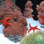 corals inverts - fromia sp. - red fromia starfish stocking in 60 gallons tank - New red zoos (IF YOU DO NOT LIKE OUR PICTURES THEN YOU DO NOT HAVE TO LOOK AT THEM, BUT VOTING 0 IS VERY NEGATIVE ON YOUR PART) PLEASE JUST MOVE ON - THANKS!!!!
