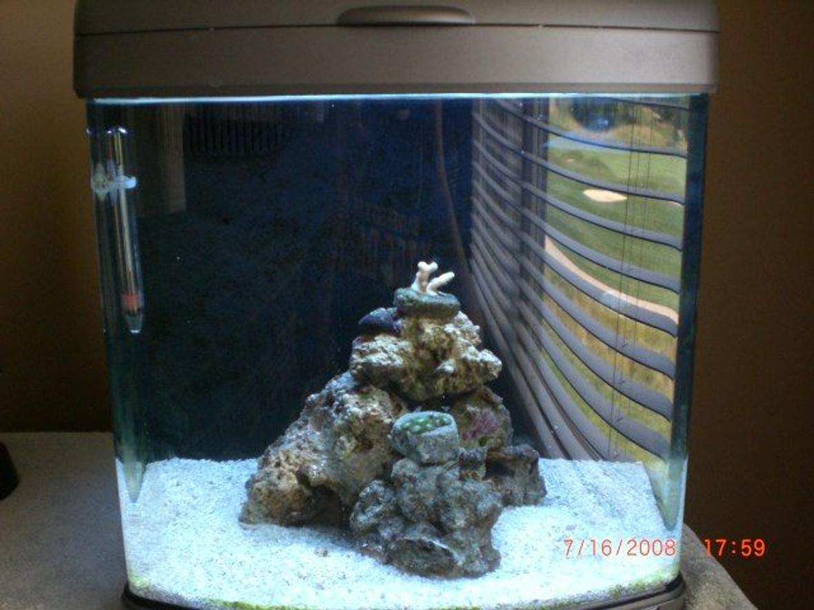 corals inverts - zoanthus sp. - atomic green zoanthids stocking in 6 gallons tank - my nano