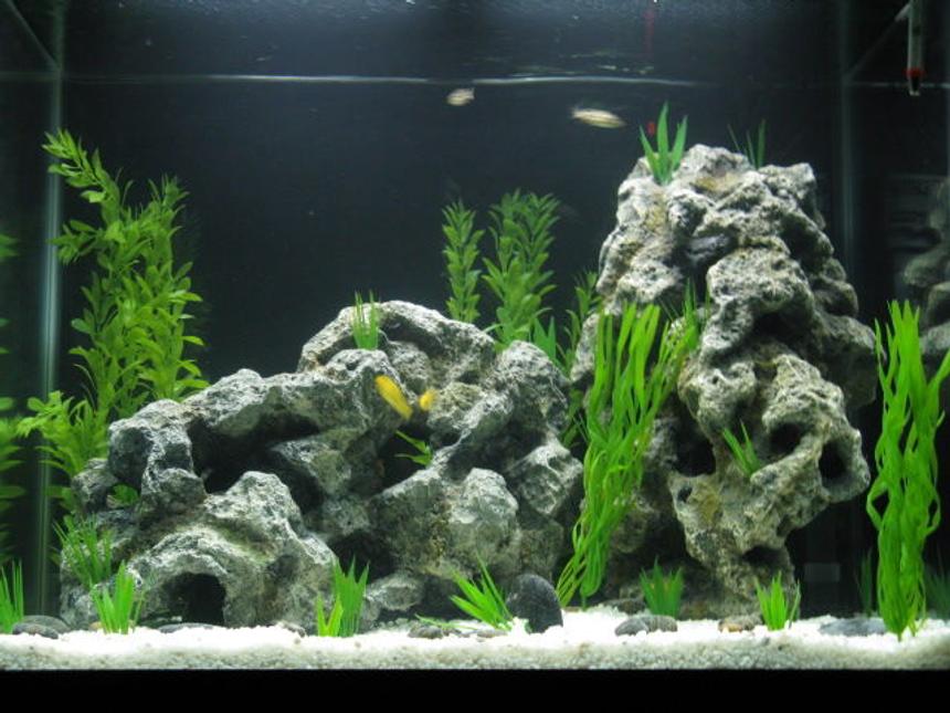 Rated #59: 56 Gallons Freshwater Fish Tank - My new cichlid tank