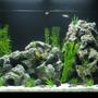 56 gallons freshwater fish tank (mostly fish and non-living decorations) - My new cichlid tank