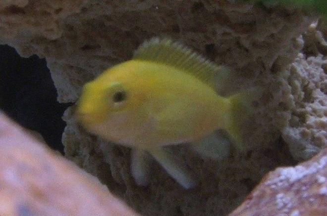 freshwater fish - labidochromis caeruleus - electric yellow cichlid stocking in 30 gallons tank - Electric Yellow Lab (Labidochromis Caeraleus) - Young Female 2"