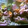 29 gallons reef tank (mostly live coral and fish) - 29 gallon Bio Cube mostly SPS tank.