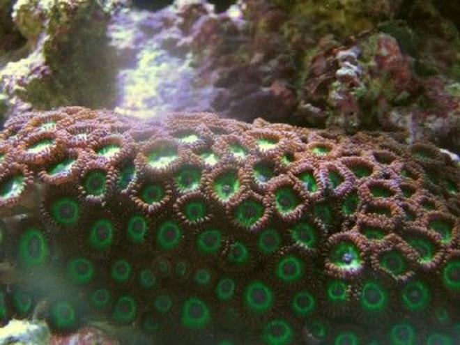 corals inverts - zoanthus sp. - hulk zoanthids stocking in 29 gallons tank - Kryptonite Zoanthids