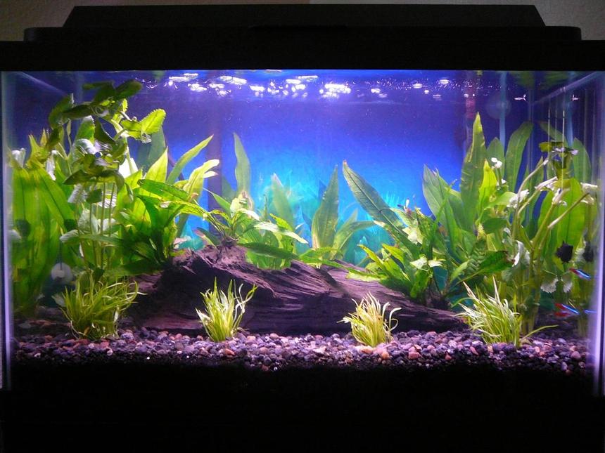 Rated #1275: 10 Gallons Planted Tank - 16 July 2008 (1 Balloon Molly, 3 Neon Tetras, Java Fern, Amazon Sword, Wisteria, Micro Sword)