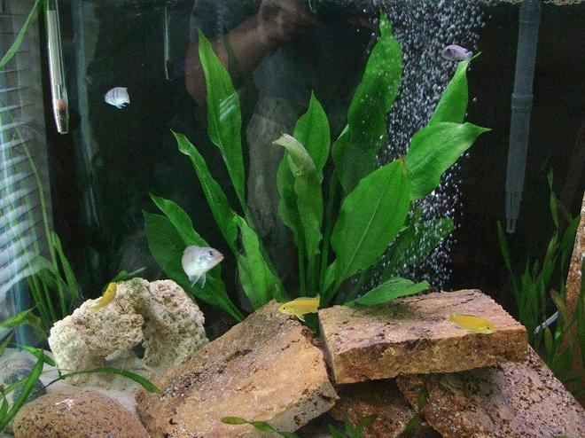30 gallons freshwater fish tank (mostly fish and non-living decorations) - The fish. 2nd setup.