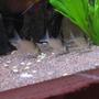 freshwater fish - corydoras paleatus - peppered cory cat stocking in 127 gallons tank - Huey, Dewey and Louie