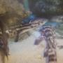 saltwater fish - chiloscyllium plagiosum - marbled bamboo cat shark stocking in 130 gallons tank - my 2 sharks resting behind the rocks