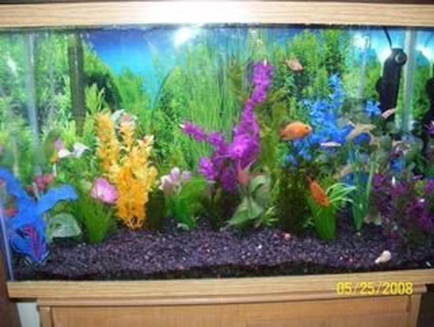 Rated #2202: 65 Gallons Planted Tank - Semi aggressive tank: Two parrots, five albino tiger barbs, three albino rainbow sharks, one albino chocolate pleco