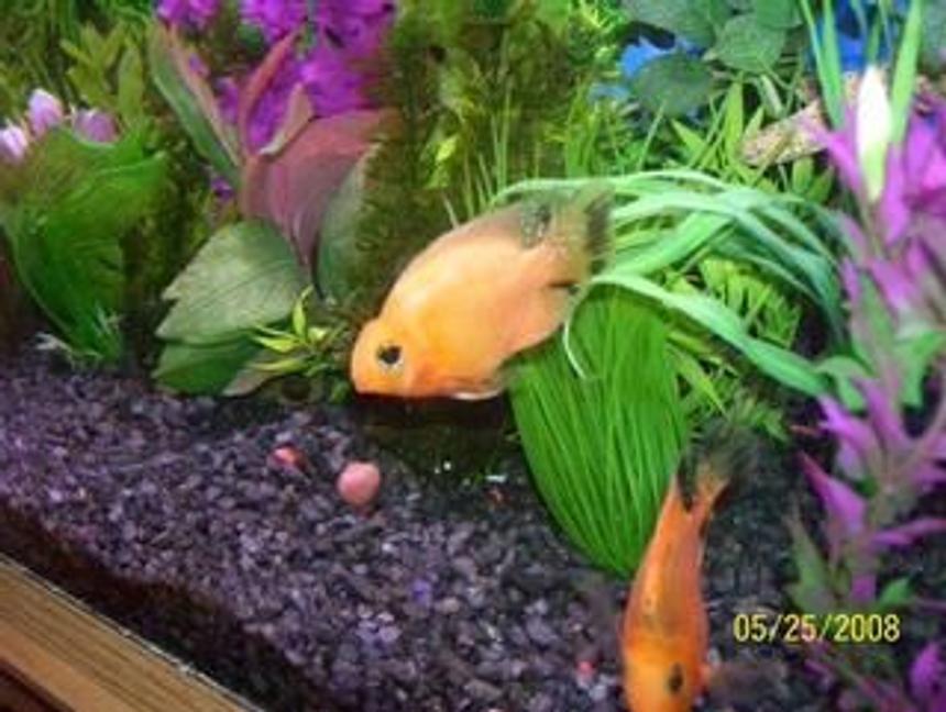 Rated #2028: Freshwater Fish - Heros Severus X Amphilophus Citrinellum - Blood Parrot Stocking In 65 Gallons Tank - Two Parrot Chiclids
