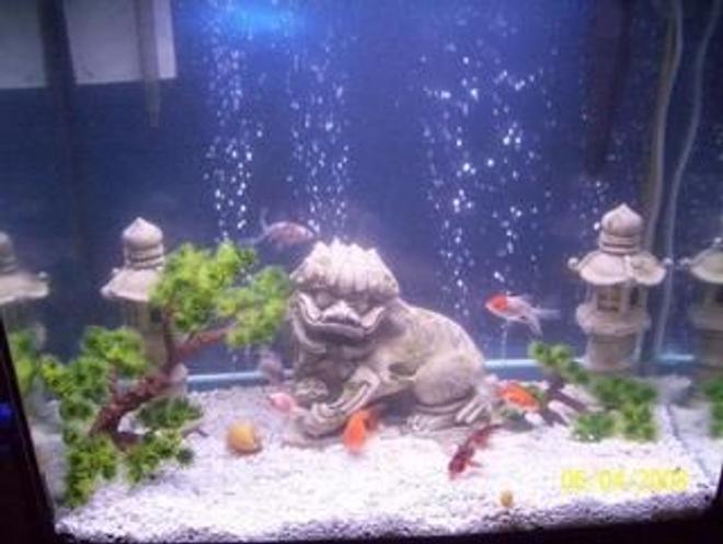 65 gallons freshwater fish tank (mostly fish and non-living decorations) - Goldfish tank