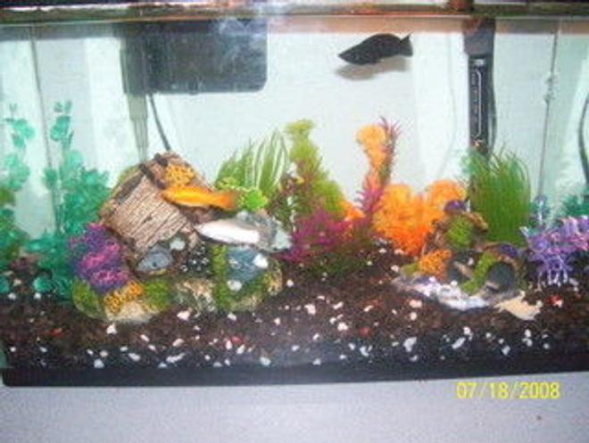 65 gallons freshwater fish tank (mostly fish and non-living decorations) - LIvebearer tank, one black molly, one white molly, creamsicle molly. 
Not finished!