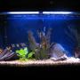 38 gallons freshwater fish tank (mostly fish and non-living decorations) - Discus My 38 Gallon Aquarium, 3 Discus, 6 Tiger Barbs, 3 Chinese Algae Eaters, one Gold Nugget Pleco, and a Gold Chinese Algae Eater. I'm using a Marineland C-Series Multi Stage Canister Filter C-220, the best fiter out there. I personaly think this filter is better then the Eheim, because it allows no bypass, it forces the water through the filter media trays and not around them, all the other canisters allow 40% to 60%.