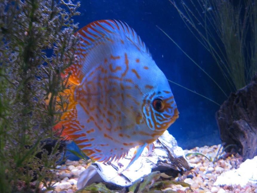 Rated #6: Freshwater Fish - Baby Blue Panda Discus Stocking In 38 Gallons Tank - Discus
My 38 Gallon Aquarium, 3 Discus, 6 Tiger Barbs, 3 Chinese Algae Eaters, one Gold Nugget Pleco, and a Gold Chinese Algae Eater. I'm using a Marineland C-Series Multi Stage Canister Filter C-220, the best fiter out there. I personaly think this filter is better then the Eheim, because it allows no bypass, it forces the water through the filter media trays and not around them, all the other canisters allow 40% to 60%.