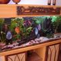 113 gallons planted tank (mostly live plants and fish) - DiscusTank in the living room