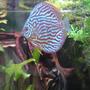 freshwater fish - blue turquoise discus stocking in 113 gallons tank - Blue-turquoise discus fish (probably a female)
