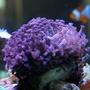 corals inverts - goniopora sp. - flower pot coral stocking in 150 gallons tank - purple gonio