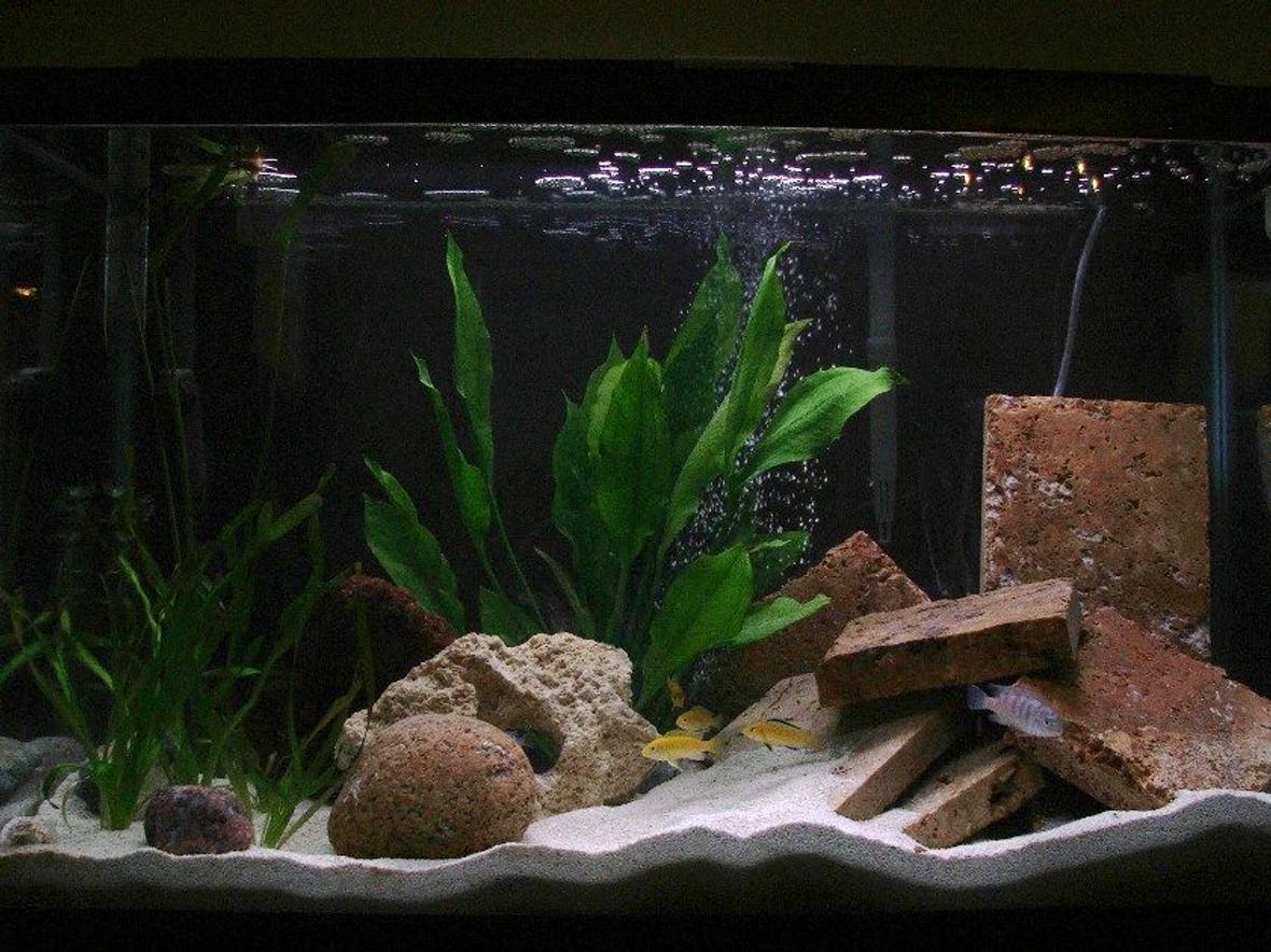 30 gallons planted tank (mostly live plants and fish) - New arrangement. 3rd setup. Maybe this one'll last.