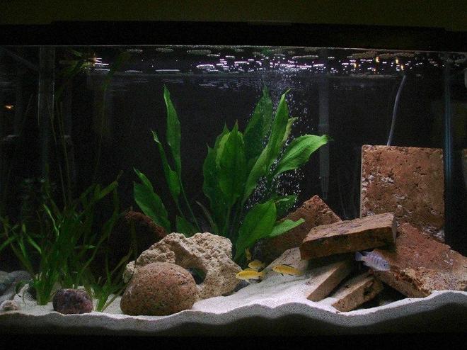 30 gallons planted tank (mostly live plants and fish) - New arrangement. 3rd setup. Maybe this one'll last.