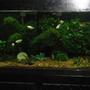 90 gallons planted tank (mostly live plants and fish) - Please rate my 90 gallon fish tank.