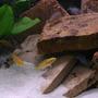 freshwater fish - labidochromis caeruleus - electric yellow cichlid stocking in 30 gallons tank - The fish love their new setup.