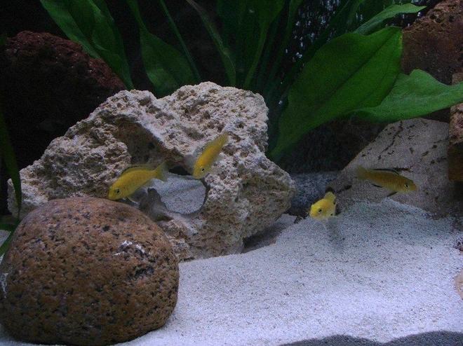 freshwater fish - labidochromis caeruleus - electric yellow cichlid stocking in 30 gallons tank - Group of Labidochromis Caeraleus.
