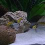 freshwater fish - labidochromis caeruleus - electric yellow cichlid stocking in 30 gallons tank - Group of Labidochromis Caeraleus.