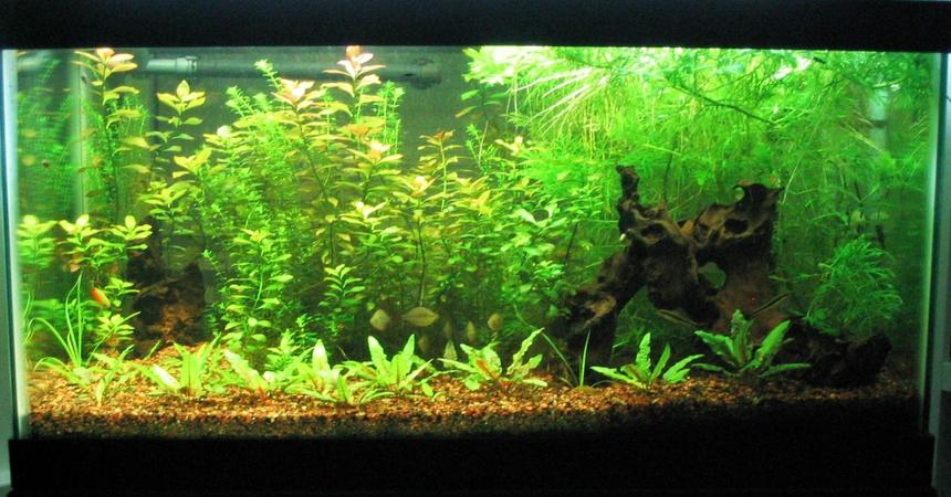 Rated #66: 50 Gallons Planted Tank - You can't see it that well....but I have a planted canopy on the right side of my tank which is the effort of careful pruning and gives the tank a rain forest look...

You can see my rainbow praecox, gourami, and siamensis swimming.