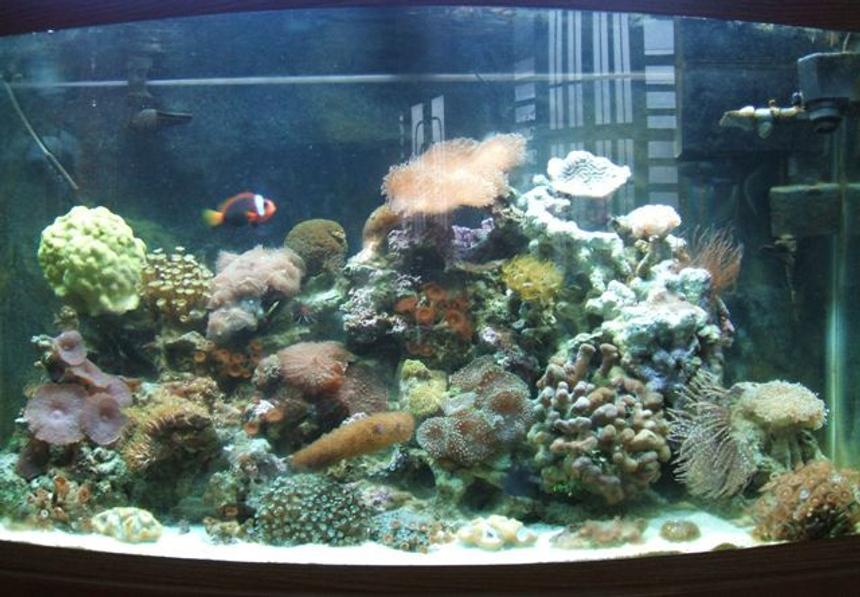 Rated #151: 46 Gallons Reef Tank - Pic1