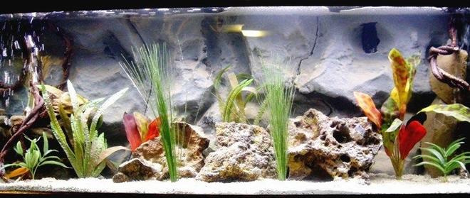 75 gallons freshwater fish tank (mostly fish and non-living decorations) - my 75 gallon tank