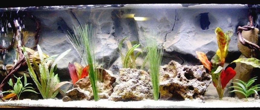 Rated #108: 75 Gallons Freshwater Fish Tank - my 75 gallon tank