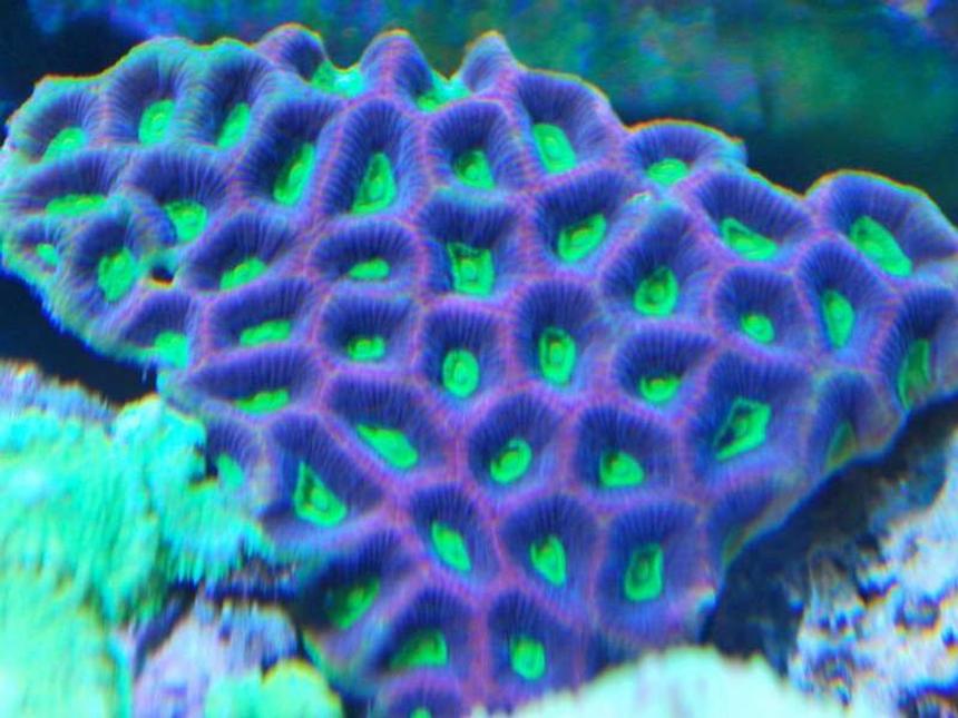 Rated #7: Corals Inverts - Favites Sp. - Brain Coral, Favites Stocking In 55 Gallons Tank - prizm favia truly natures art