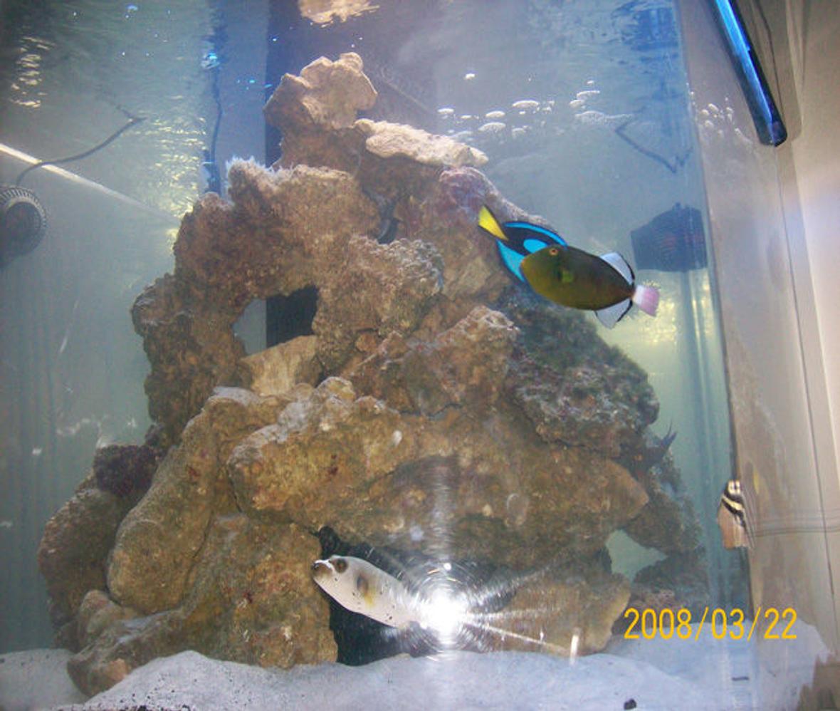 250 gallons saltwater fish tank (mostly fish, little/no live coral) - 250 hex