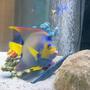 saltwater fish - holacanthus ciliaris - queen angelfish stocking in 250 gallons tank - queen angel