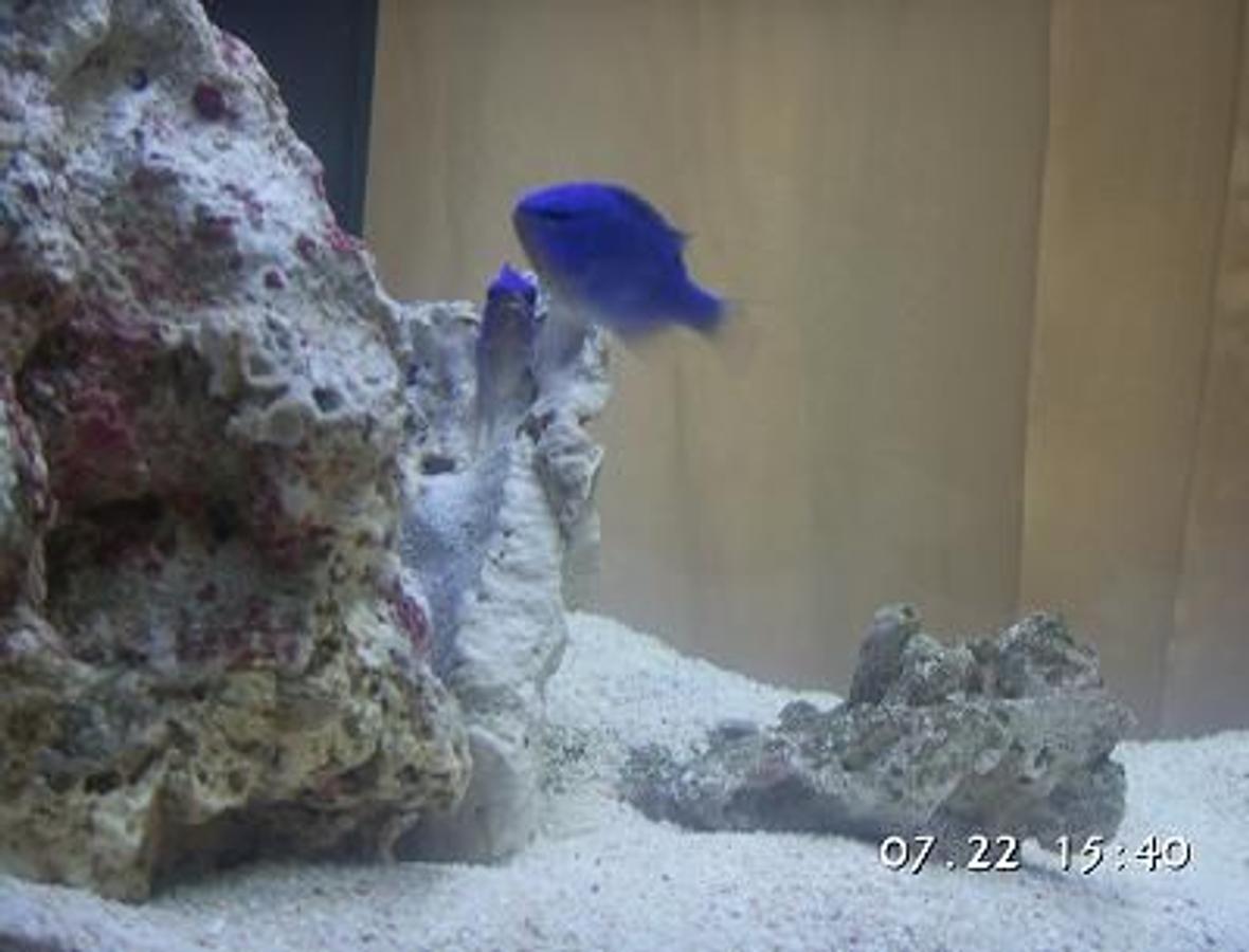 14 gallons saltwater fish tank (mostly fish, little/no live coral) - Blue Damselfish