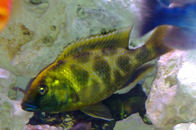 freshwater fish - nimbochromis venustus - venustus cichlid stocking in 46 gallons tank - Beautiful Venustus with a little sprinkle of blue on his body as you can see.