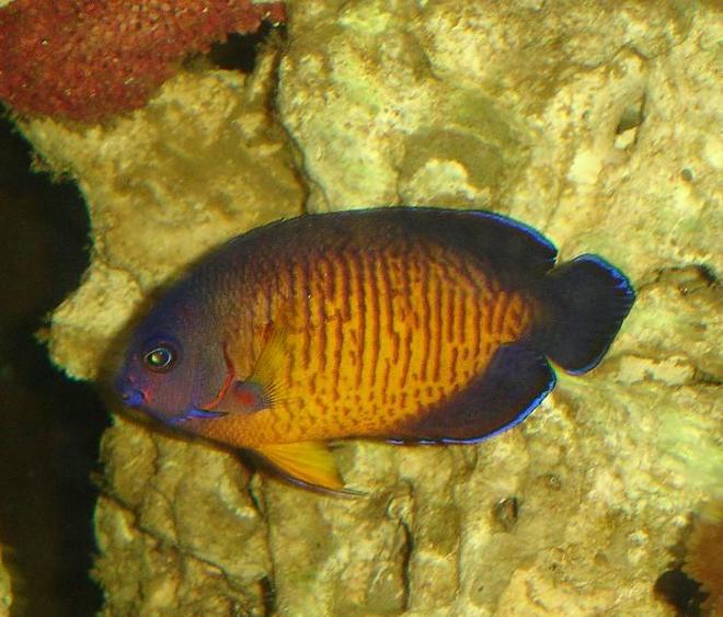 saltwater fish - centropyge bispinosa - coral beauty angelfish - Coral beauty, finaly got a picture of it.