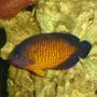 saltwater fish - centropyge bispinosa - coral beauty angelfish - Coral beauty, finaly got a picture of it.
