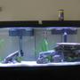 55 gallons freshwater fish tank (mostly fish and non-living decorations) - 55 Gallon African and American Freshwater