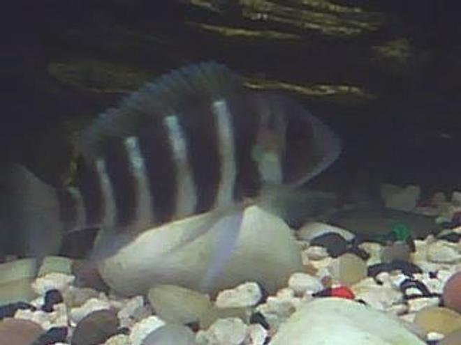 freshwater fish - cyphotilapia frontosa - frontosa cichlid stocking in 60 gallons tank - smile for the camera