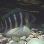 freshwater fish - cyphotilapia frontosa - frontosa cichlid stocking in 60 gallons tank - smile for the camera