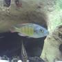 freshwater fish - haplochromis sp. 44 - red tail stocking in 60 gallons tank - hi